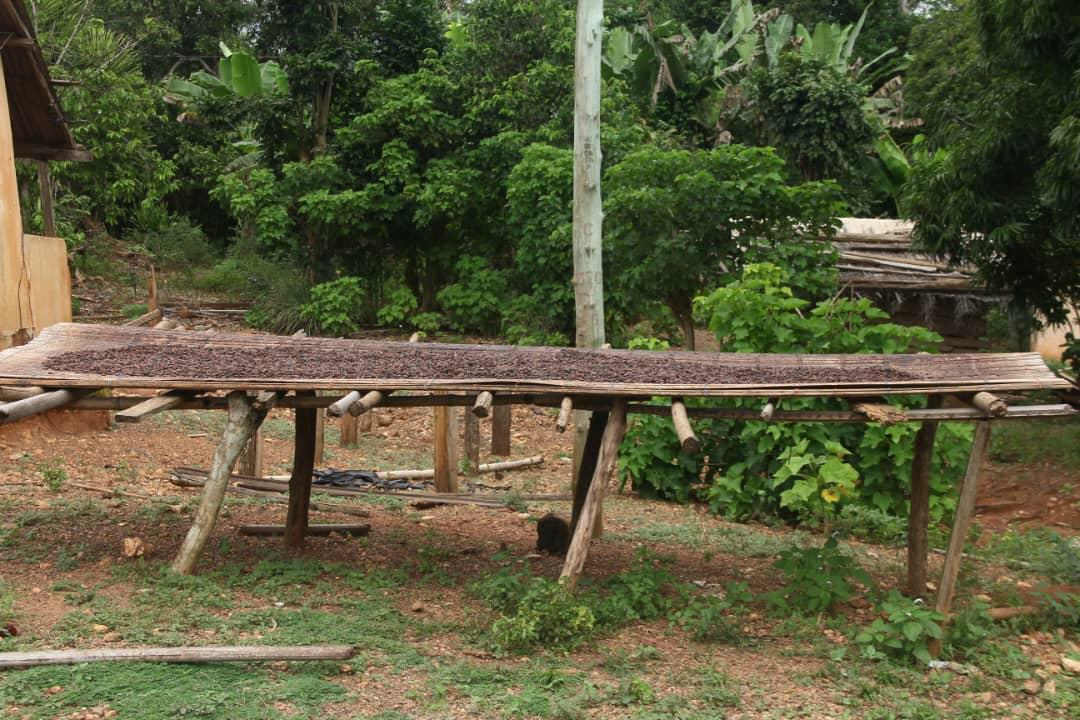 Vanilla beans drying on a raised wooden rack in Ghana