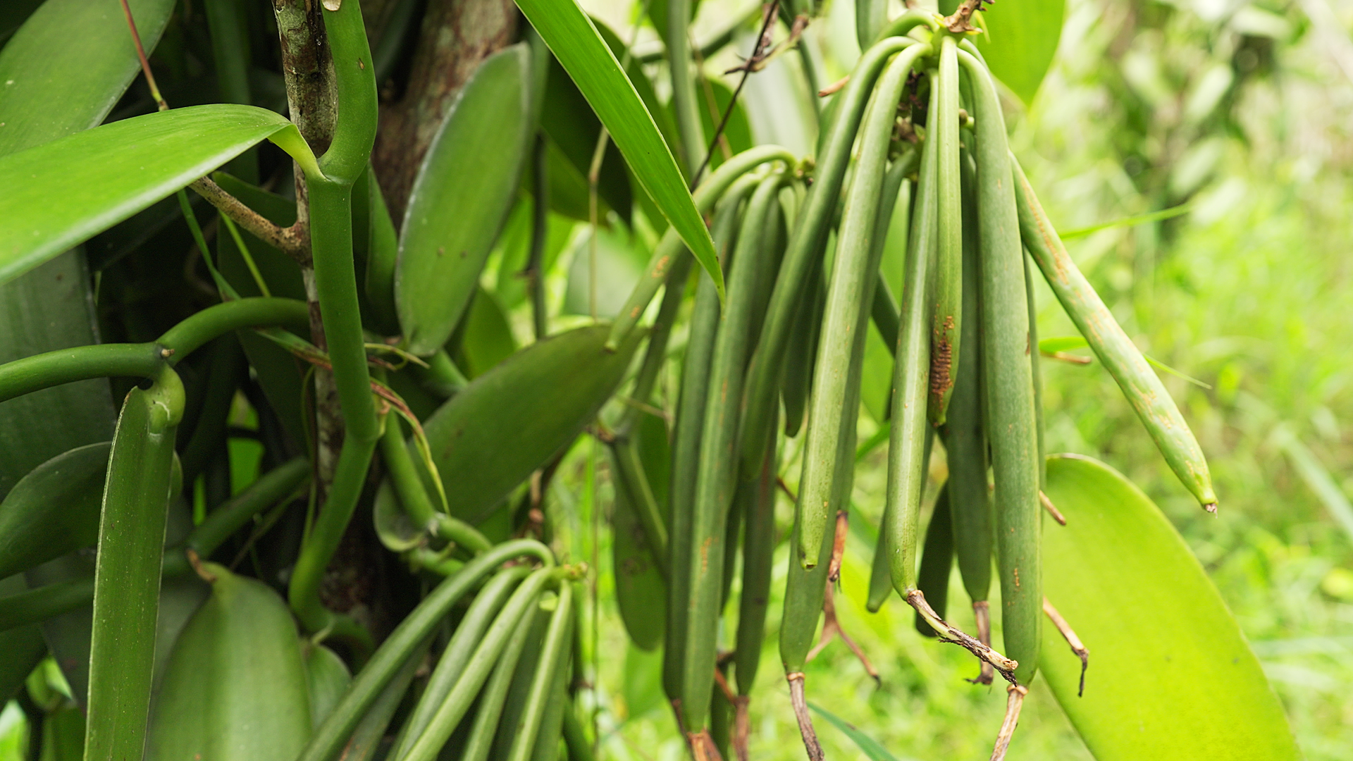 Green vanilla pods growing on the vine