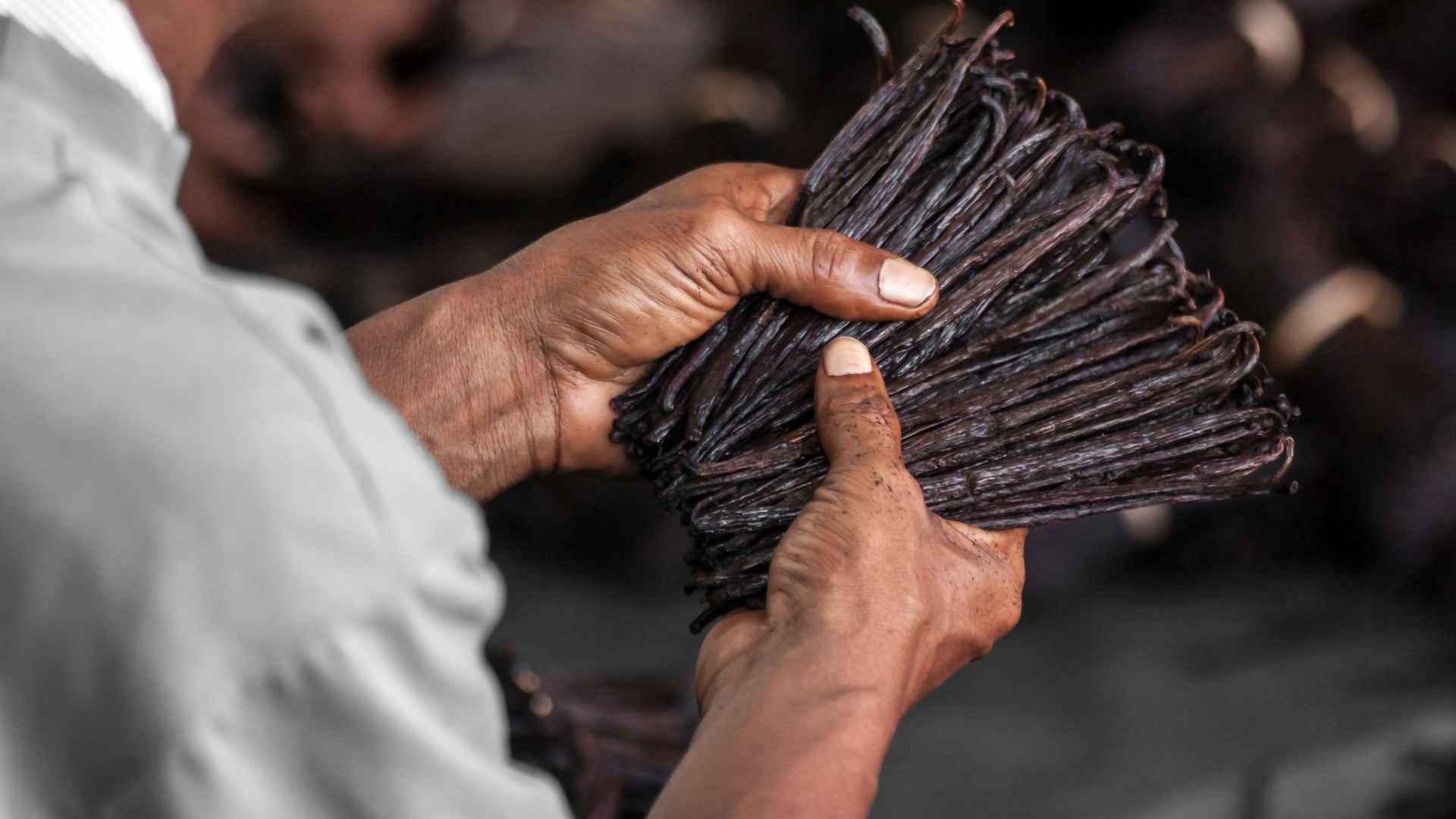Hands holding a bundle of cured vanilla beans